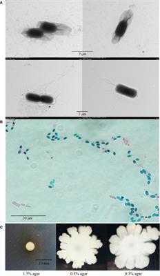 Characterization of a Deep Sea Bacillus toyonensis Isolate: Genomic and Pathogenic Features